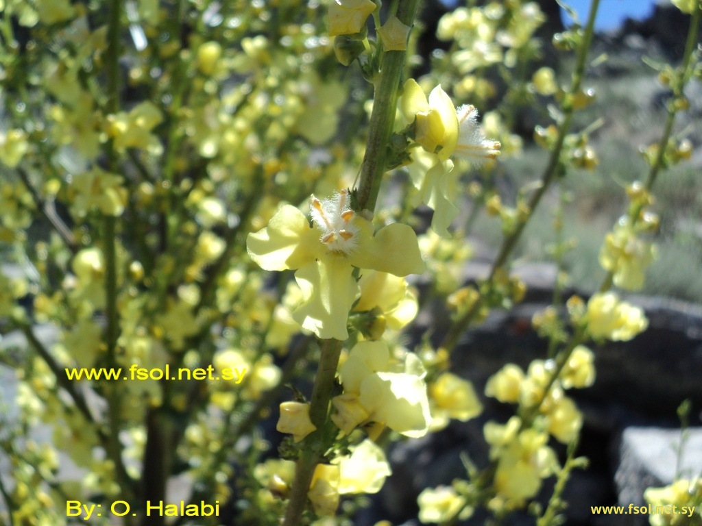 Verbascum qulebicum Post emend. Mout.